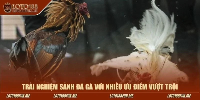 Trải nghiệm sảnh đá gà với nhiều ưu điểm vượt trội