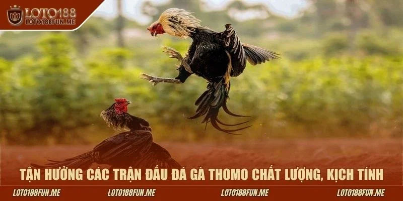 Tận hưởng các trận đấu đá gà Thomo chất lượng, kịch tính